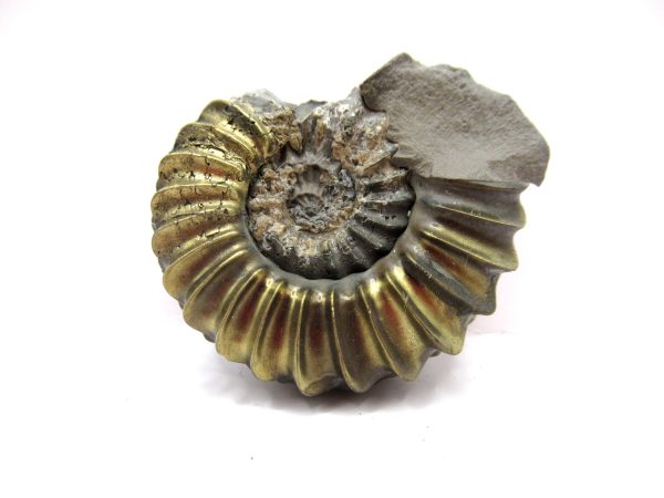 General Jurassic Age Pleuroceras Ammonite Fossils From Germany For Sale #17