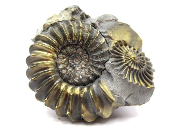 General Jurassic Age Pleuroceras Ammonite Fossils From Germany For Sale #19