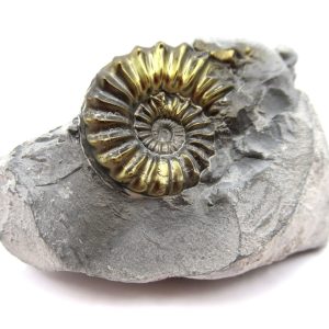 General Jurassic Age Pleuroceras Ammonite Fossils From Germany For Sale #21