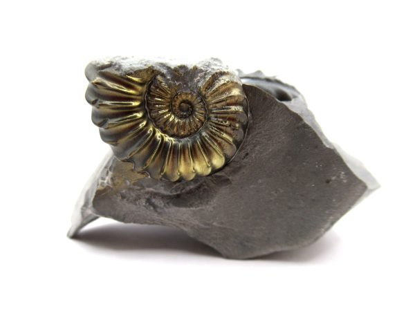 General Jurassic Age Pleuroceras Ammonite Fossils From Germany For Sale #21b