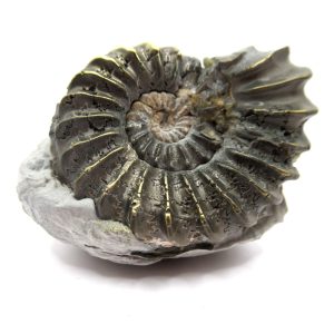 General Jurassic Age Pleuroceras Ammonite Fossils From Germany For Sale #22