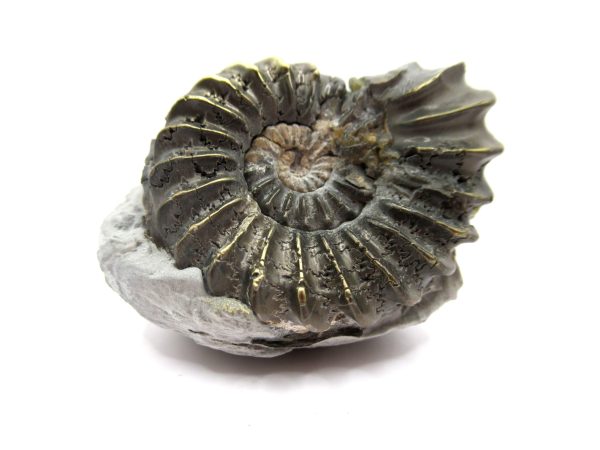 General Jurassic Age Pleuroceras Ammonite Fossils From Germany For Sale #22