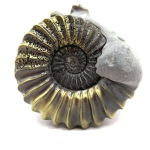 General Jurassic Age Pleuroceras Ammonite Fossils From Germany For Sale #23