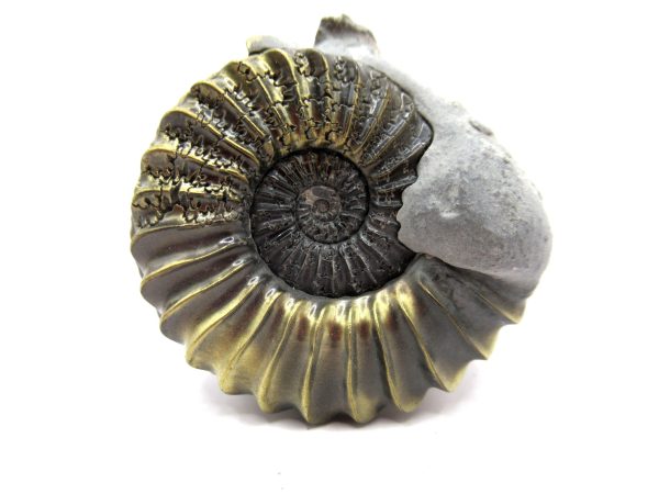 General Jurassic Age Pleuroceras Ammonite Fossils From Germany For Sale #23