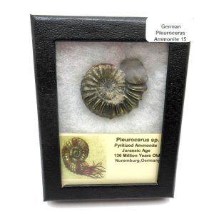 General Jurassic Age Pleuroceras Ammonite Fossils From Germany For Sale #15