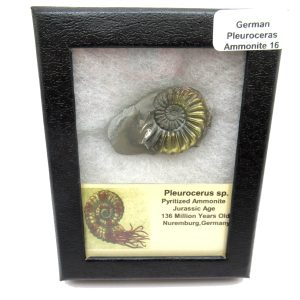 General Jurassic Age Pleuroceras Ammonite Fossils From Germany For Sale #16