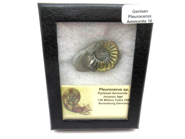 General Jurassic Age Pleuroceras Ammonite Fossils From Germany For Sale #16