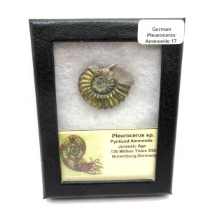 General Jurassic Age Pleuroceras Ammonite Fossils From Germany For Sale #17