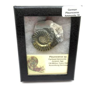 General Jurassic Age Pleuroceras Ammonite Fossils From Germany For Sale #18