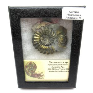 General Jurassic Age Pleuroceras Ammonite Fossils From Germany For Sale #19