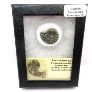 General Jurassic Age Pleuroceras Ammonite Fossils From Germany For Sale #20