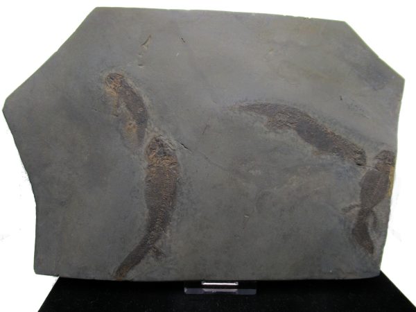 General Permian Age Branchiosaurus Amphibians Fossils From Germany #10