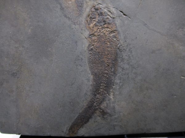 General Permian Age Branchiosaurus Amphibians Fossils From Germany #10a