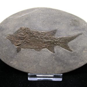 General Permian Age Paramblypterus Fish Fossils From Germany #5