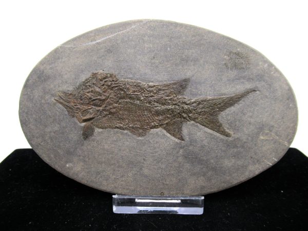 General Permian Age Paramblypterus Fish Fossils From Germany #5