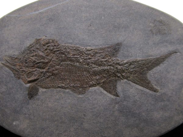 General Permian Age Paramblypterus Fish Fossils From Germany #5a