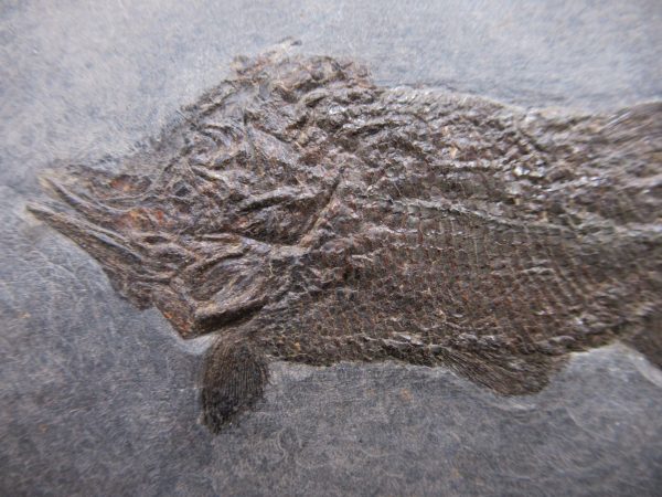 General Permian Age Paramblypterus Fish Fossils From Germany #5b