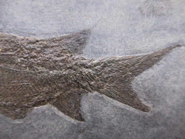 General Permian Age Paramblypterus Fish Fossils From Germany #5c