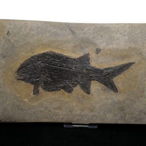 General Permian Age Paramblypterus Fish Fossils From Germany #6