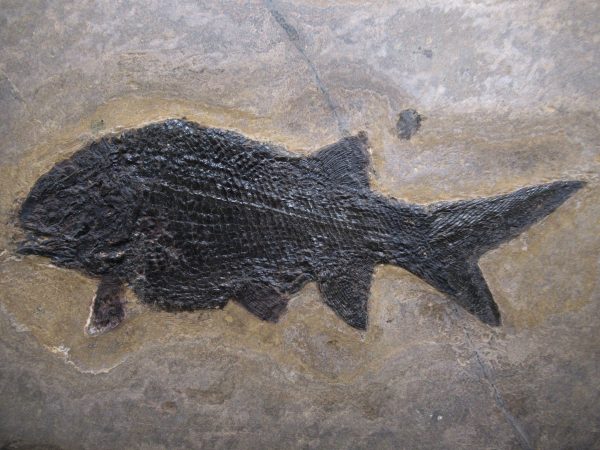 General Permian Age Paramblypterus Fish Fossils From Germany #6a