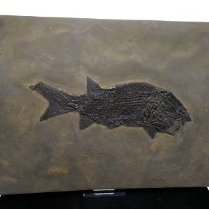 General Permian Age Paramblypterus Fish Fossils From Germany #7