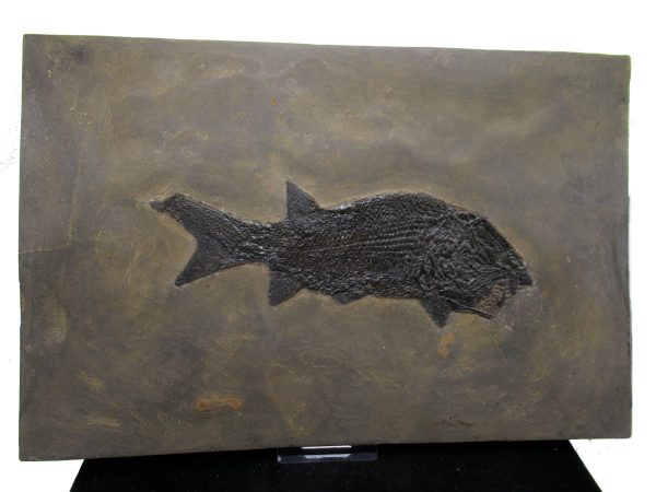 General Permian Age Paramblypterus Fish Fossils From Germany #7