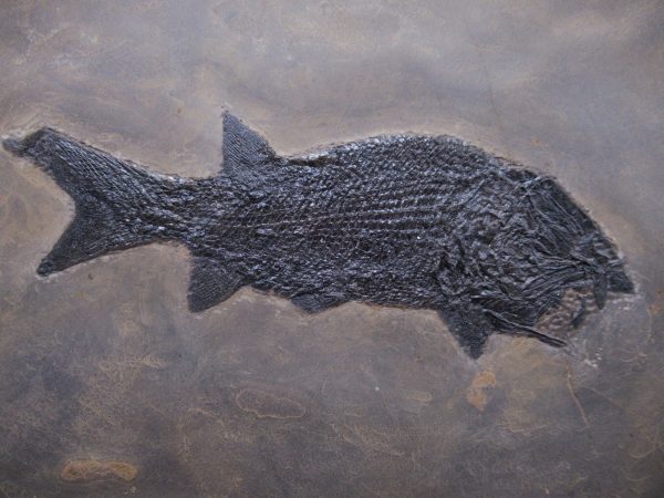 General Permian Age Paramblypterus Fish Fossils From Germany #7a