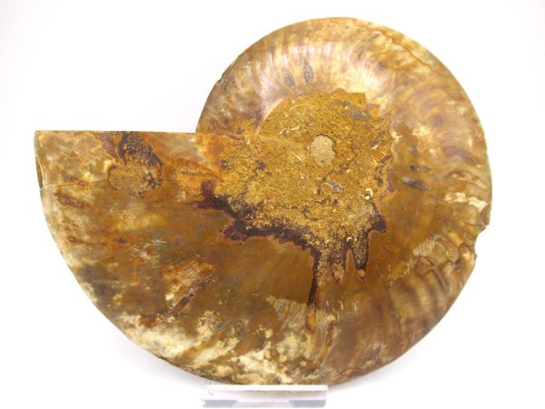 General Cretaceous Age Ammonite Pair Fossils From Madagascar For Sale #54a