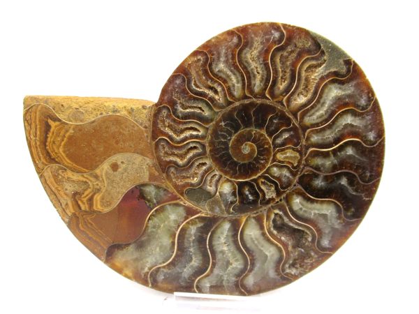 General Cretaceous Age Ammonite Pair Fossils From Madagascar For Sale #54b