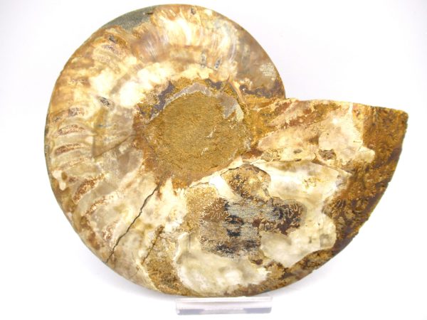 General Cretaceous Age Ammonite Pair Fossils From Madagascar For Sale #54c