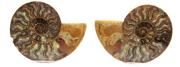 General Cretaceous Age Ammonite Pair Fossils From Madagascar For Sale #54d