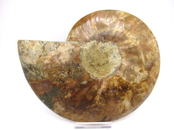 General Cretaceous Age Ammonite Pair Fossils From Madagascar For Sale #55a
