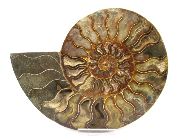 General Cretaceous Age Ammonite Pair Fossils From Madagascar For Sale #55b