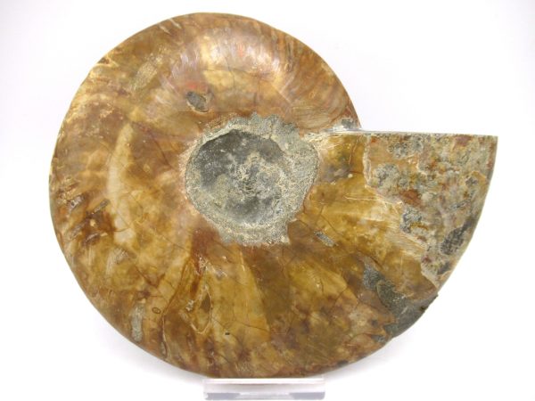 General Cretaceous Age Ammonite Pair Fossils From Madagascar For Sale #55c