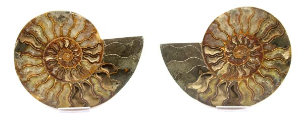 General Cretaceous Age Ammonite Pair Fossils From Madagascar For Sale #55d
