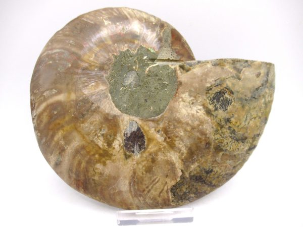 General Cretaceous Age Ammonite Pair Fossils From Madagascar For Sale #56c
