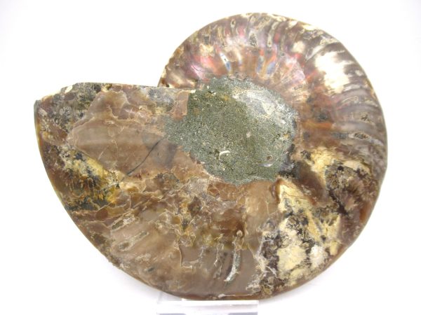 General Cretaceous Age Ammonite Pair Fossils From Madagascar For Sale #59a