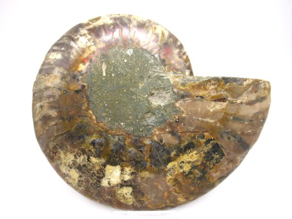 General Cretaceous Age Ammonite Pair Fossils From Madagascar For Sale #59c
