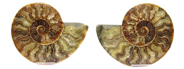 General Cretaceous Age Ammonite Pair Fossils From Madagascar For Sale #59d