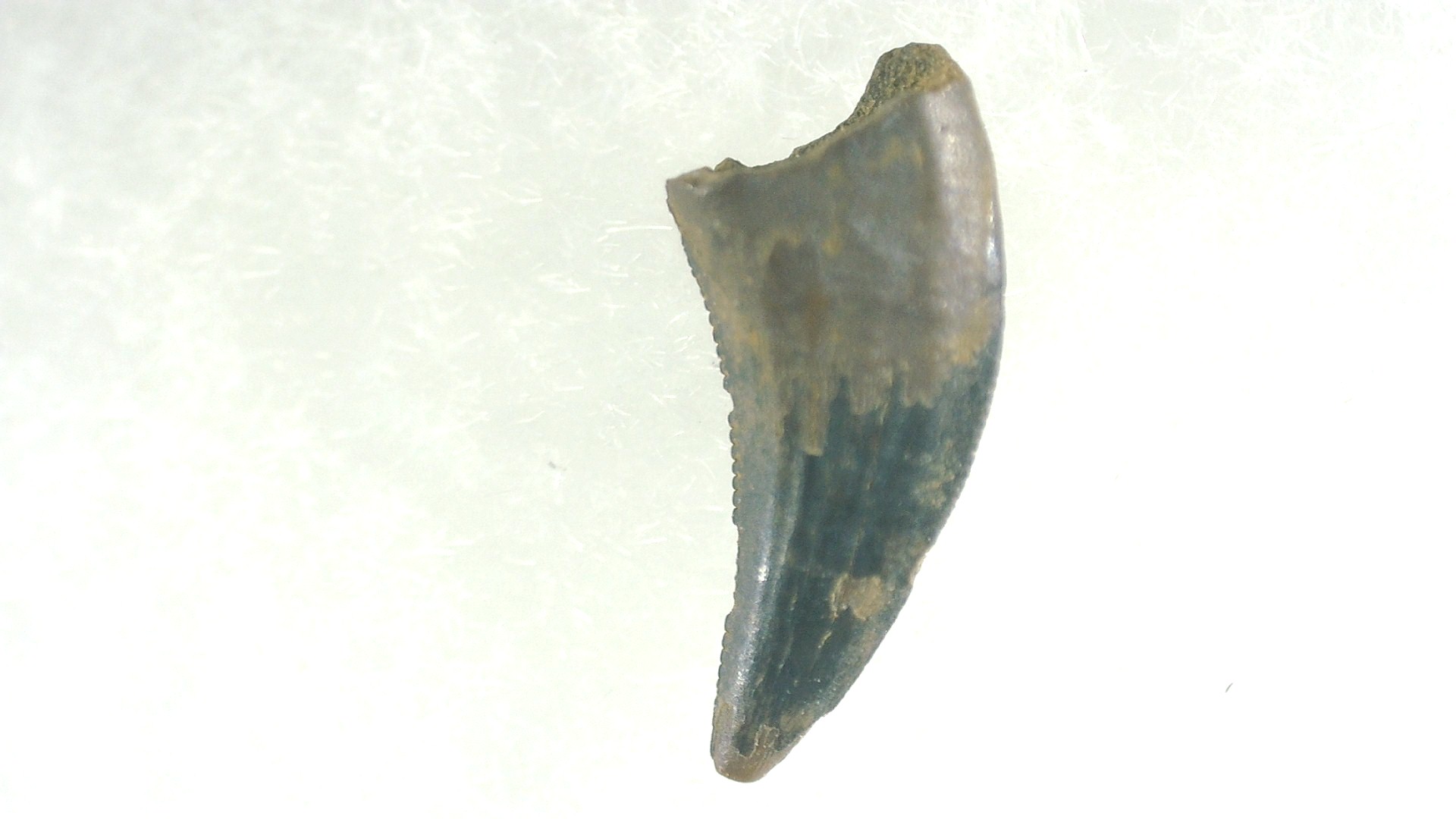 Montana Cretaceous Acheroraptor Dinosaur Tooth 2a | Fossils for Sale General Cretaceous Age Acheroraptor Dinosaur Tooth Fossils From Montana For Sale #2a