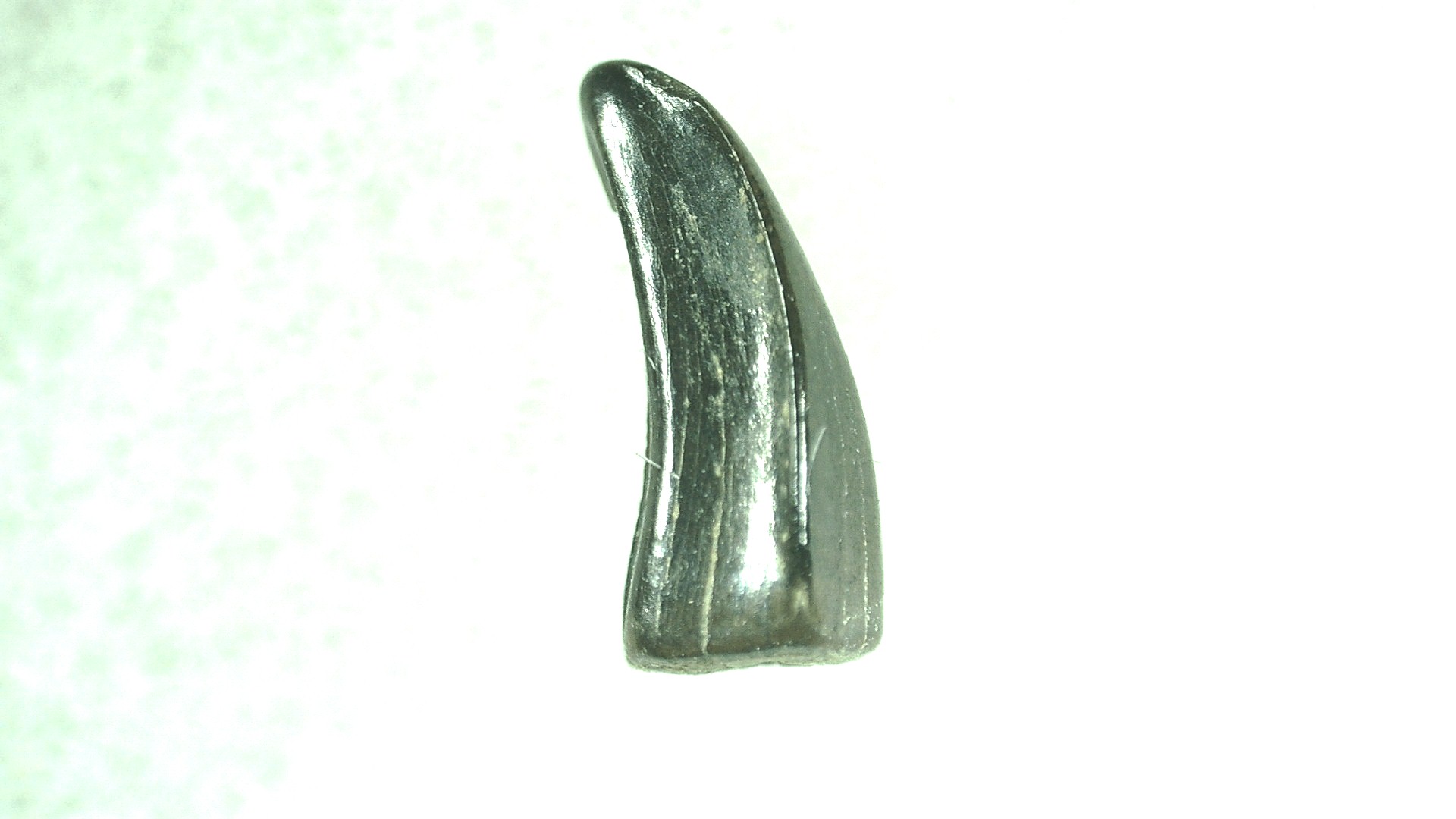Montana Dromaeosaurus Dinosaur Tooth 1 | Fossils for Sale General Cretaceous Age Dromaeosaurus Dinosaur Tooth Fossils From Montana For Sale #1