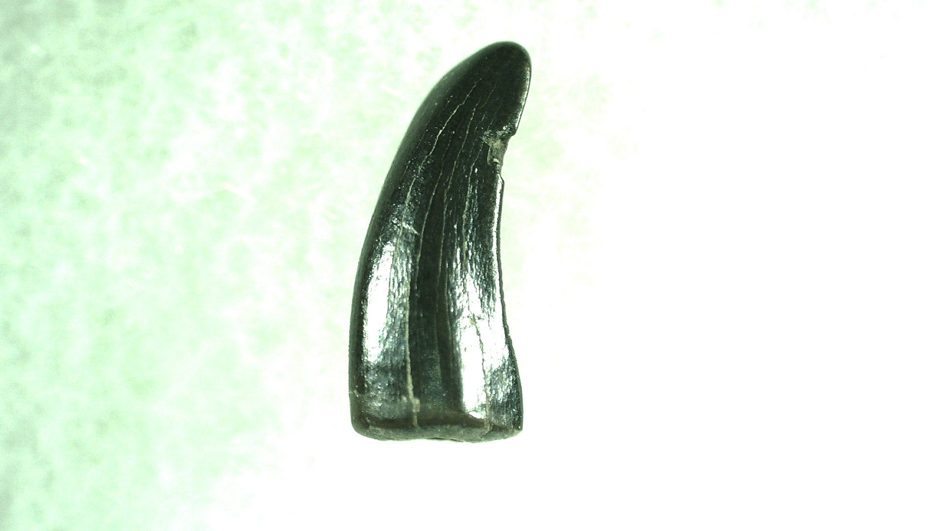 Montana Dromaeosaurus Dinosaur Tooth 1a | Fossils for Sale General Cretaceous Age Dromaeosaurus Dinosaur Tooth Fossils From Montana For Sale #1a