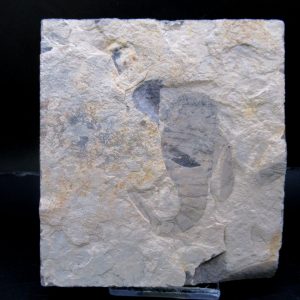 General Silurian Age Eurypterid Fossils From New York For Sale #6