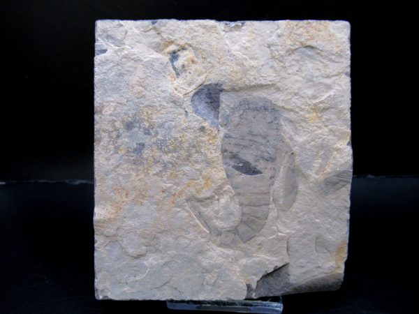 General Silurian Age Eurypterid Fossils From New York For Sale #6