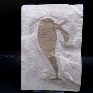 General Silurian Age Eurypterid Fossils From New York For Sale #7