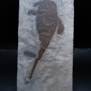 General Silurian Age Eurypterid Fossils From New York For Sale #8