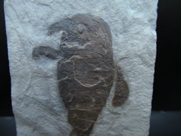 General Silurian Age Eurypterid Fossils From New York For Sale #8b