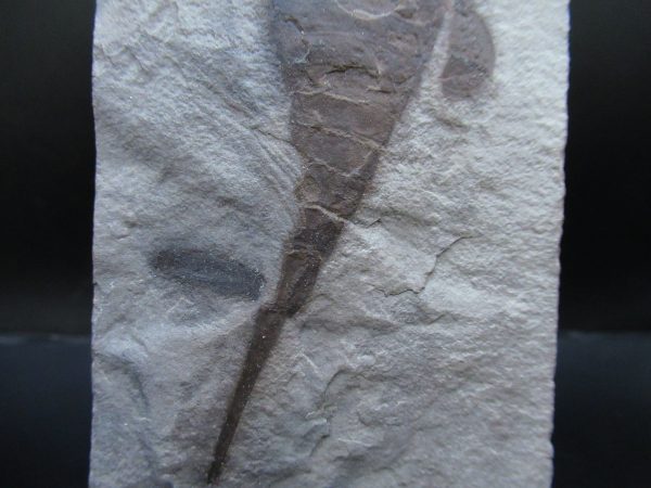 General Silurian Age Eurypterid Fossils From New York For Sale #8c