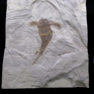 General Silurian Age Eurypterid Fossils From New York For Sale #9