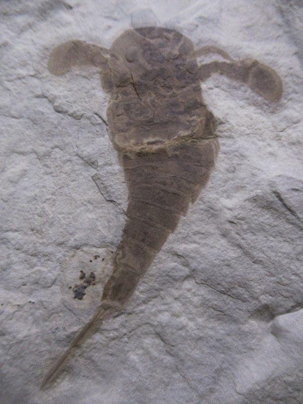 General Silurian Age Eurypterid Fossils From New York For Sale #9a